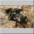 Andrena vaga - Weiden-Sandbiene -07- 05 Paarung.jpg